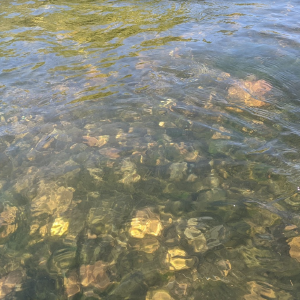 The water in the river is incredibly clear and beautiful.